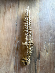 KNIFE T-REX GOLDEN VERSION