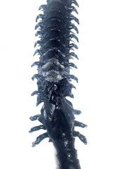 CENTIPEDE KNIFE